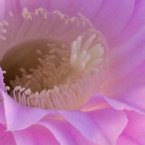 Meet your Posher, Bix - Picture 1 of 1